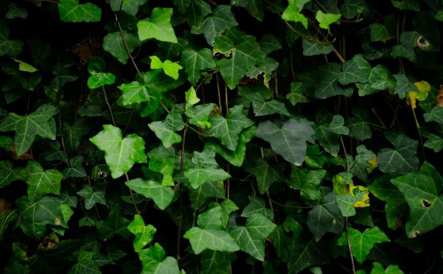 En bild på murgröna