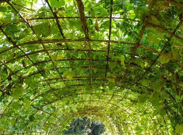 En bild på klätterväxter och nätet de klättrar på